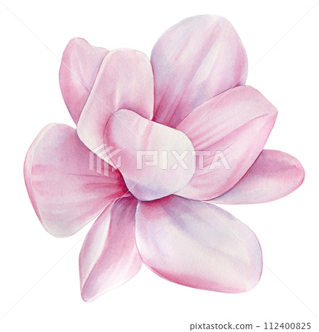 Watercolor magnolia flower. Tropical flowers magnolia, flora watercolor illustration, botanical painting hand drawing. Watercolor magnolia flower. Tropical flowers magnolia, flora watercolor illustration, botanical painting hand drawing. 112400825