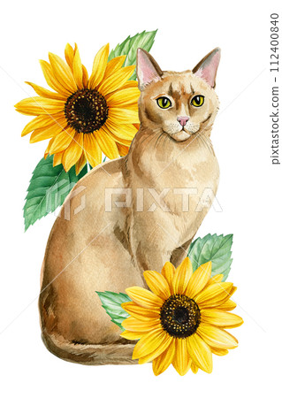 Cat, Sunflower isolated. Abyssinian cat Watercolor hand drawing illustrations for design, birthday greeting card, poster 112400840