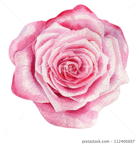 Watercolor rose. Beautiful pink spring flower and leaves isolated background. Watercolor hand drawing Botanical painting Watercolor rose. Beautiful pink spring flower and leaves isolated background. Watercolor hand drawing Botanical painting 112400887