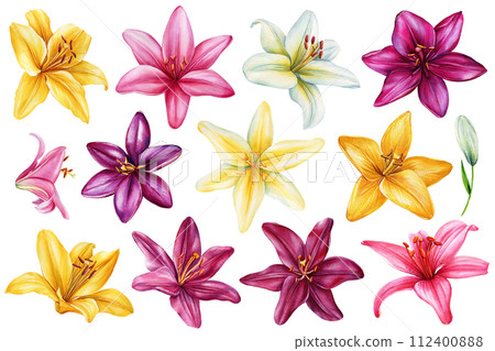 Set Lilies, Summer multi-colored flowers isolated on white background. Watercolor hand drawing Botanical painting flora 112400888