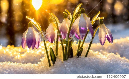 Closeup of Snowdrop Flowers Blooming in Winter - Generative Ai 112400907