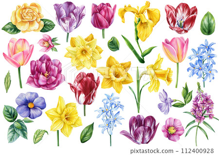 Watercolor flowers Botanical painting. Hand drawn colorful spring Wildflower illustration. Floral clipart for design Watercolor flowers Botanical painting. Hand drawn colorful spring Wildflower illustration. Floral clipart for design 112400928