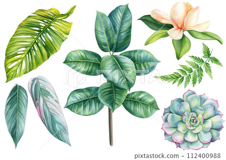 Set tropical plant. Palm leaf fern, magnolia, ficus watercolor floral elements for design. Exotic botanical illustration 112400988