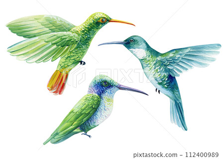 Watercolor set hummingbirds, Hand painted tropical colored birds isolated. Watercolor botanical illustration hummingbird 112400989