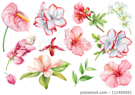Pink flower. Watercolor hand painted set tropical flowers isolated on white background. Floral botanical illustration 112400991