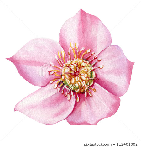 Wind flower hellebore isolated object. Flora Hand drawn watercolor botanical illustration Set of spring delicate flowers 112401002