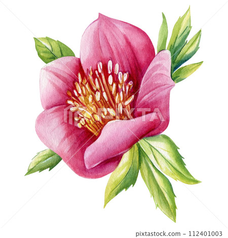 Pink flower hellebore isolated object. Flora Hand drawn watercolor botanical illustration Set of spring delicate flowers 112401003