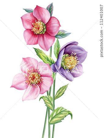 Watercolor Hellebore flower, anemones Spring plants watercolor hand drawn illustration, floral isolated white background 112401007