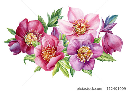 Watercolor Hellebore flower, anemones Spring plants watercolor hand drawn illustration, floral isolated white background 112401009