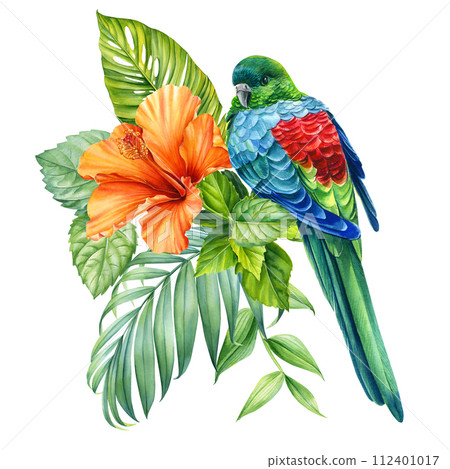 Tropical Bird, flowers, leaves and green plants watercolor drawing illustration. Exotic wildlife design. Rosella parrot 112401017