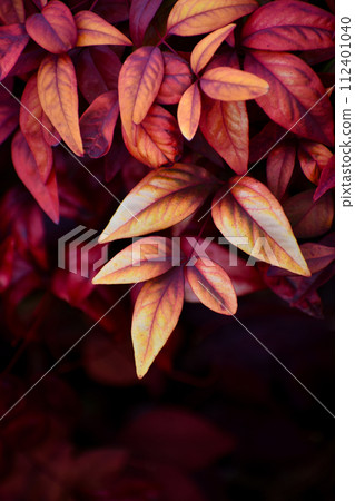 大福南天葉 112401040