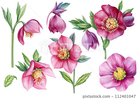 set of spring flower hellebores isolated on a white background., hellebore watercolor illustration, botanical painting 112401047
