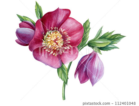 Spring flower hellebores isolated, hellebore watercolor illustration, botanical painting for invitation, anemone flowers 112401048