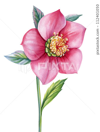 Pink flower hellebores isolated, hellebore watercolor illustration, botanical painting for invitation, anemone flowers 112401050