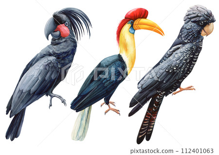 Watercolor illustration, set beautiful tropical bird, Black parrot cockatoo, horn bird in isolated white background 112401063