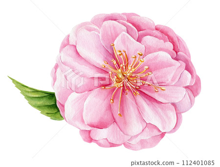 Watercolor sakura pink Flower, spring Japanese cherry pink blooming flower. Hand drawn watercolor rose illustration 112401085