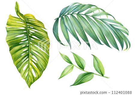 Palm leaf, Watercolor tropical floral illustration set with green leaves for greetings, textures, fabric, card, poster 112401088