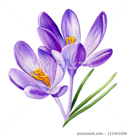 Watercolor purple flowers Isolated. Crocuses blooming Spring flowers hand drawn watercolor, Floral decorative element 112401094