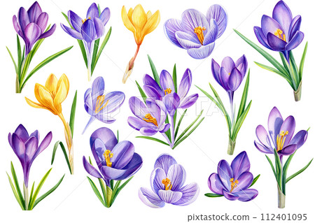 Set of realistic crocuses blooming flowers illustration, Spring flowers hand drawn watercolor, Floral decorative element Set of realistic crocuses blooming flowers illustration, Spring flowers hand drawn watercolor, Floral decorative element 112401095