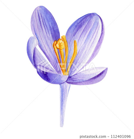 Crocus blooming violet flowers illustration, Spring flower hand drawn watercolor, Floral decorative element Crocus blooming violet flowers illustration, Spring flower hand drawn watercolor, Floral decorative element 112401096