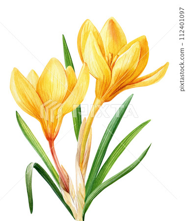Yellow crocuses flowers isolated on white background illustration, Spring flowers hand drawn watercolor, Floral element Yellow crocuses flowers isolated on white background illustration, Spring flowers hand drawn watercolor, Floral element 112401097