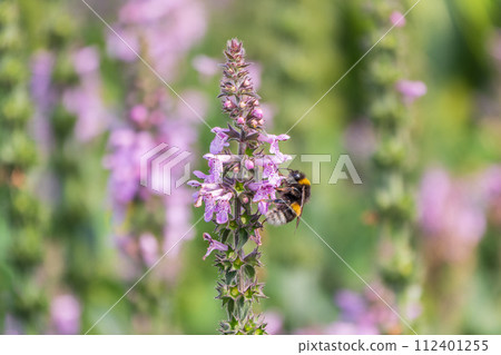 A bee collects pollen on Purple Betony flowers or Betony, Wood Betony, Bishopwort, Bishop's Wort. 112401255