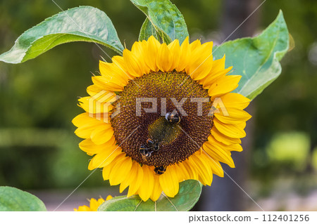 Close-up image of a bumblebee on a sunflower, flower pollen on a bee, no people, macro photography 112401256