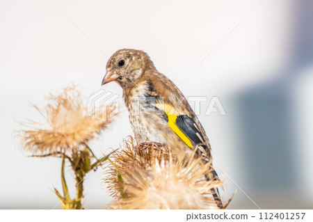 European goldfinch with juvenile plumage, feeding on the seeds of thistles. Carduelis carduelis. 112401257