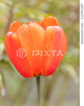 Colorful red tulips blossom in spring garden Colorful red tulips blossom in spring garden 112401287