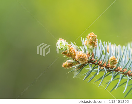 Fir branches with fresh shoots in spring. Fir branches with fresh shoots in spring. 112401293