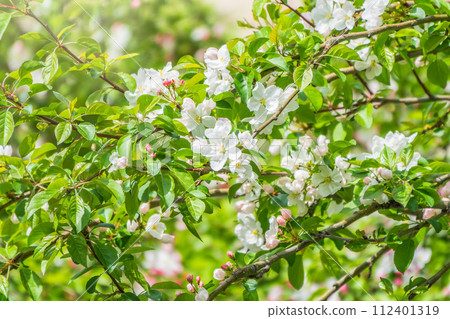 Fresh pink flowers of a blossoming apple tree with blured background 112401319