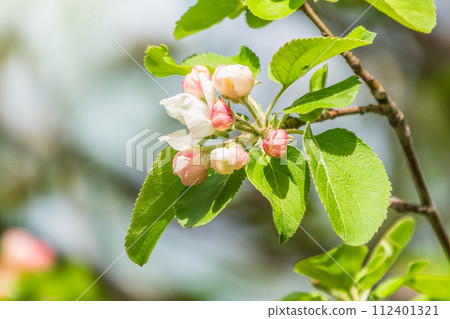Fresh pink flowers of a blossoming apple tree with blured background 112401321