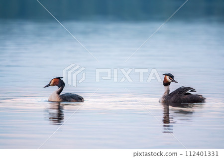 Two Great Crested Grebes swim in the lake 112401331