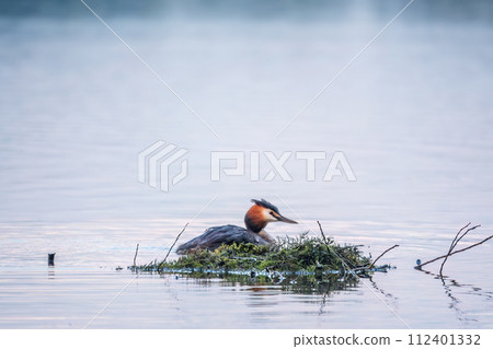 The waterfowl bird Great Crested Grebe swimming in the lake near its nest with eggs 112401332