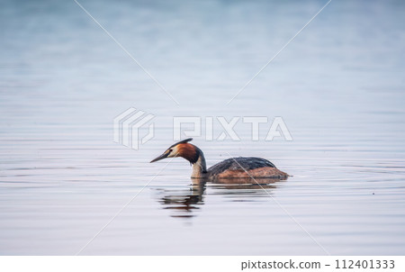 The waterfowl bird Great Crested Grebe swimming in the calm lake The waterfowl bird Great Crested Grebe swimming in the calm lake 112401333