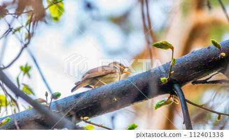 Thrush Nightingale, Luscinia luscinia. A bird sits on a tree branch and sings Thrush Nightingale, Luscinia luscinia. A bird sits on a tree branch and sings 112401338
