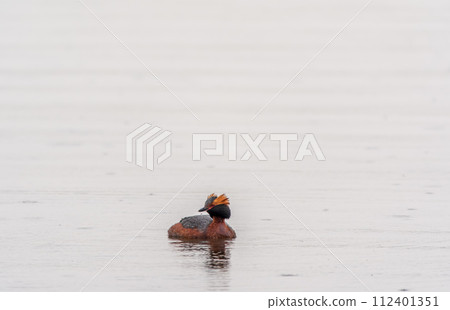 Horned grebe swimming in the lake 112401351