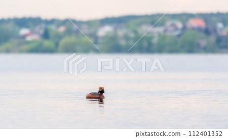Horned grebe swimming in the lake Horned grebe swimming in the lake 112401352