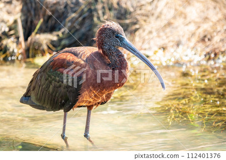 The glossy ibis, latin name Plegadis falcinellus, searching for food in the shallow lagoon. The glossy ibis, latin name Plegadis falcinellus, searching for food in the shallow lagoon. 112401376