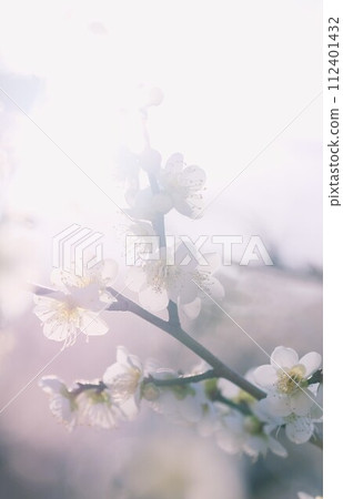 White plum 112401432