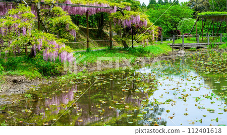 春天的新綠森林中,美麗的紅紫藤花和荷塘周圍的風景(花王古林交換設施“里山”) 山鹿市 春天的新綠森林中,美麗的紅紫藤花和荷塘周圍的風景(花王古林交換設施“里山”) 山鹿市 112401618