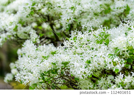在春天的新綠森林中閃閃發光的一葉草（花王古林交換設施“里山”） 山鹿市 112401651