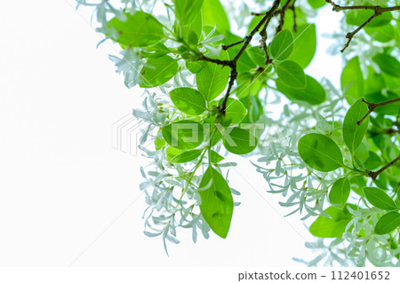 在春天的新綠森林中閃閃發光的人尾鴨（特寫）（花王古林交換設施“里山”） 山鹿市 112401652