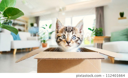 Curious Tabby Baby Cat Peeking out From an Open Cardboard Box - Generative Ai Curious Tabby Baby Cat Peeking out From an Open Cardboard Box - Generative Ai 112401664
