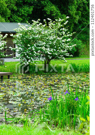 Fresh green forest scenery and lotus pond scenery that shines in the bright spring weather (Kao Ancient Forest Exchange Facility "Satoyama") Yamaga City 112401756