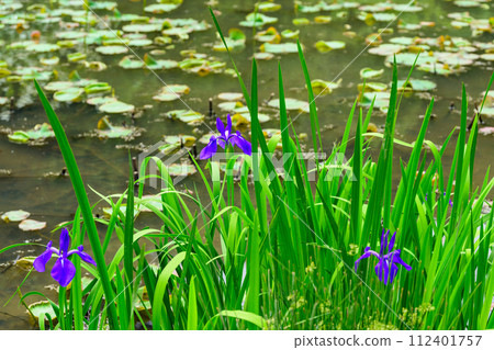 Fresh green forest scenery and lotus pond scenery that shines in the bright spring weather (Kao Ancient Forest Exchange Facility "Satoyama") Yamaga City 112401757