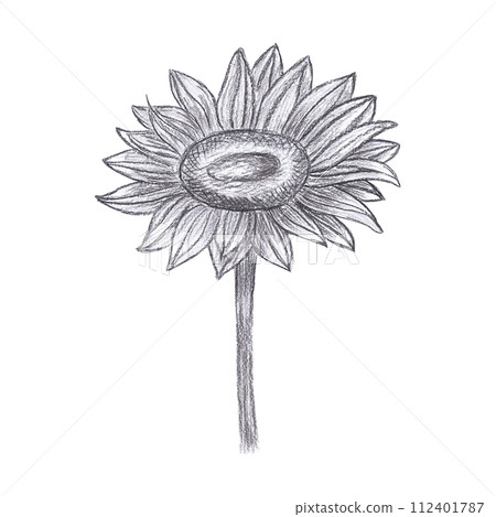 Hand drawn black pencil sunflower drawing isolated on white background. Can be used for cards, label and other printed products. 112401787