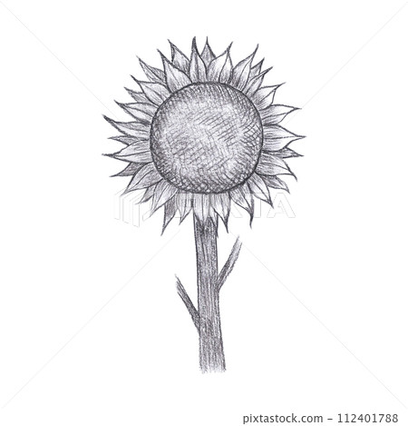 Hand drawn black pencil sunflower drawing isolated on white background. Can be used for cards, label and other printed products. 112401788