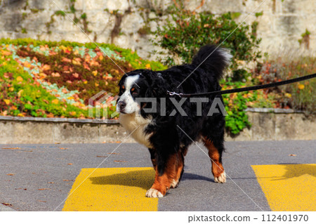 Bernese mountain dog walking in a park Bernese mountain dog walking in a park 112401970