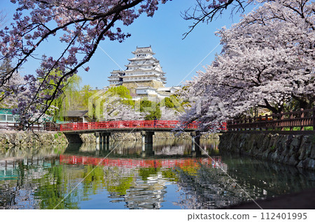世界遺產姬路城和盛開的美麗櫻花,日本兵庫縣姬路 世界遺產姬路城和盛開的美麗櫻花,日本兵庫縣姬路 112401995